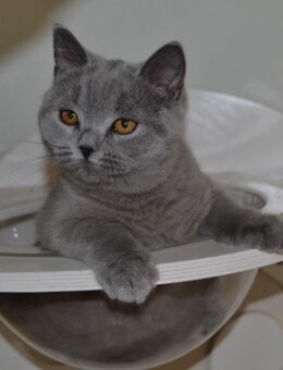 Ein blaues Mädchen mit Stammbaum sucht - Berlin