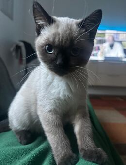 Bkh kitten reinrassig blue point - Rhede