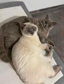 Bkh Dame sucht ein wunderschönes zu Hause in 58452