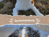 Wir erwarten Australian Shepherd Welpen! - Bad Gandersheim