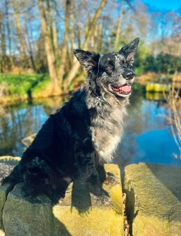 Deckrüde – Altdeutscher Hütehund (Tiger) - Marl (Nordrhein-Westfalen)