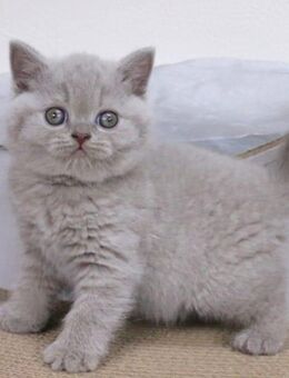 Reinrassige BLH BKH Kitten golden shell mit Stammbaum ab sofort - Frankfurt (Main) Innenstadt