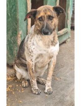 Lioba - Pflegestelle oder Zuhause gesuch - Oberwies