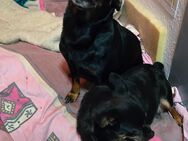 Zwergpinscher Mischling - Bielefeld Ummeln