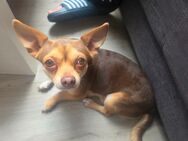 Reinrassiger Chihuahua - Neuss