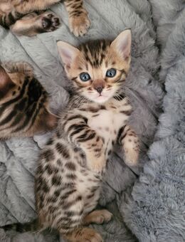 Einmaliger Bengalkittenwurf - Niebüll