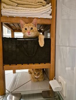 2 Kater suchen schönes Zuhause - Wiesbaden