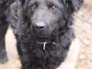 Missy 💗 lebhafte, so treue Mix-Dame! - Hamburg