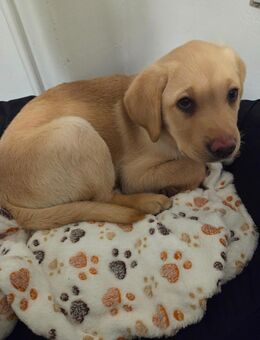 Labrador Welpe, Rüde - Anröchte