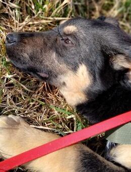 💖Toller Junghund Periwinkle 💖 - Eislingen (Fils)