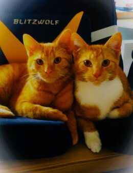 Zwei Kater - Düsseldorf