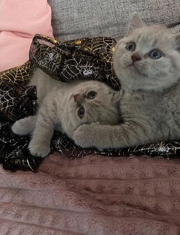 BKH Kitten - Bergkamen