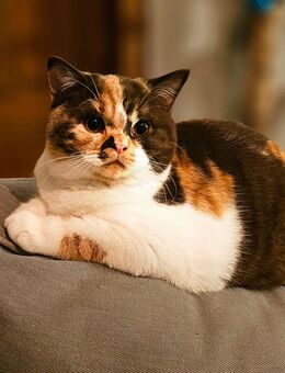 BKH Katze mit Stammbaum - Bönen