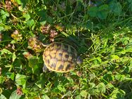 griechische Landschildkröten testudo hermanni boettgeri - Antrifttal