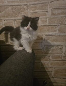 Maine Coon- Bkh kitten abzugeben - Ganderkesee