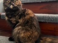 Perser Katze - Frielendorf