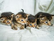 Wunderschöne Kitten Abessinier Mix suchen ein liebevolles Zuhause - Hiddenhausen