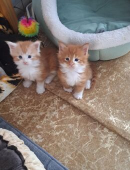 Meine coon kitten . - Kassel