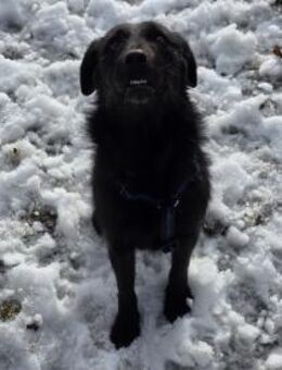 LOTTI - geb. ca. 12/2021 - Schnauzer Mix - Schönaich