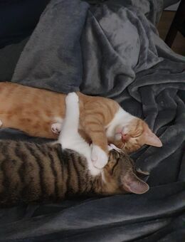 Katzen Cousinen abzugeben - Wolfsburg