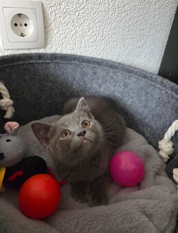 BKH Kitten / Katzenbabys - Worms