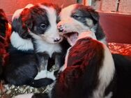 BORDER COLLIE WELPEN - Neumark (Sachsen)