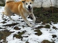 IRIS = sanftes Wesen sucht dringend 🙏♥️ - München