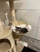 🐾 Wunderschöne Britisch Kurzhaar x Khao Manee Kätzchen suchen ein liebevolles Zuhause 🐾 in 67240