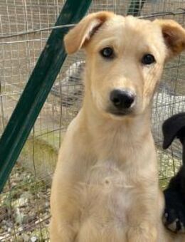 Priscilla - Bad Vilbel