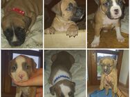 Boxer American bully welpen - Bad Birnbach