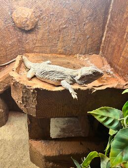 Bartagame mit Terrarium - Flörsheim (Main)