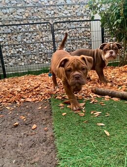 Old English Bulldog, mit Ahnentafel - Ingolstadt