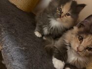 Reinrassig Maine Coon Babys - Hohenfels (Bayern)