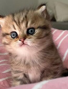 🐾 BKH Kater aus Familienzucht – verspielt & menschenbezogen - Niederelbert