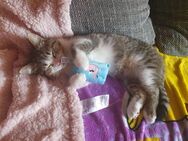 Bkh/Ekh Kater - Malsfeld
