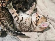 Bengal MainCoon Kitten - Speyer