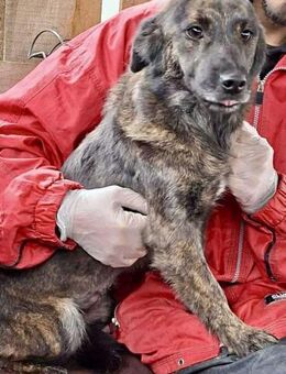 Laika freundliche Junghündin - Koblenz