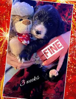 Tolle Golden Aussie Welpen mit Ahnenpass - Altendorf (Regierungsbezirk Oberpfalz)