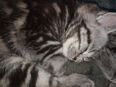 Bkh Perser Kitten in 73527