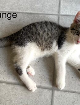 Zwei Schmusekätzchen suchen eine liebevolle Familie - Erfurt