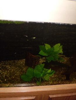Juwel Aquarium - Offenberg