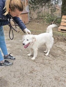 SNEJANKA = hoher will to please 🐾♥️ - München
