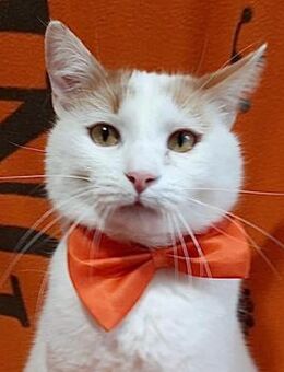 🆘🐾Sanfter Kater Sorel sucht Schutz🐾 - Eislingen (Fils)