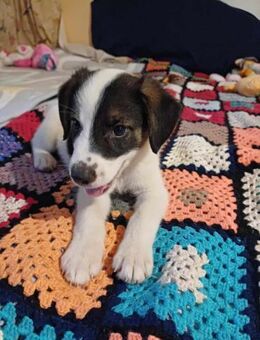🐶 Snoopy fröhlicher Beagle-Mix-Bub - Kassel