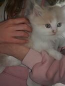 Perserkätzchen in 16761