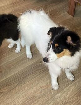 Reinr. Colliewelpen 3 mon.alt m. Ahnentafel dürfen umziehen - Osterhofen