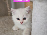 BKH Kitten - Backnang