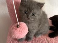 BKH kitten - Gladbeck Zentrum