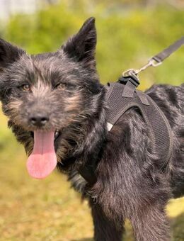 Waiko sucht ein warmes Körbchen - Berlin