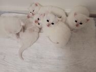 Reinrassige British Kurzhaar Kitten – Weiß – Abzugeben ab Juli - Schierling
